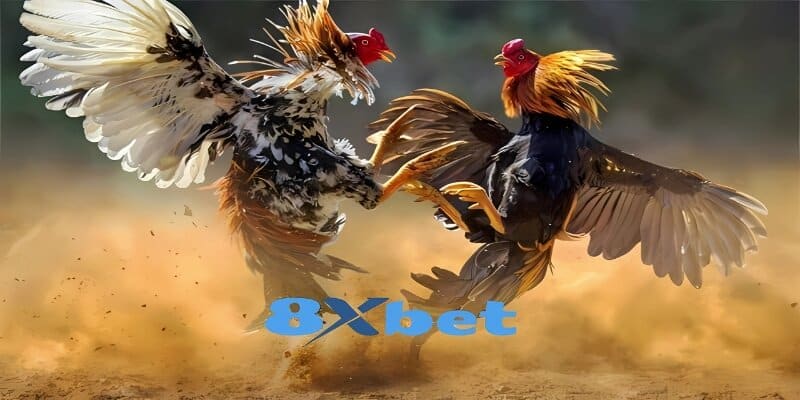 Có những đấu trường đá gà nổi tiếng trên thế giới tại 8XBET