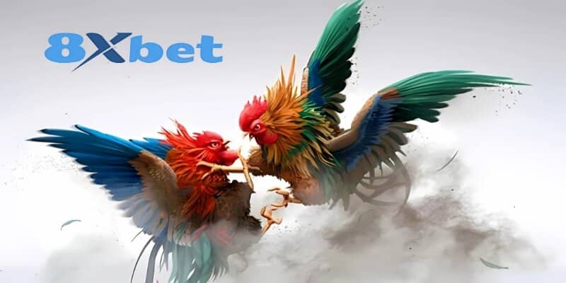 Hướng dẫn cách chơi đá gà 8xbet - Bí quyết dành phần thắng